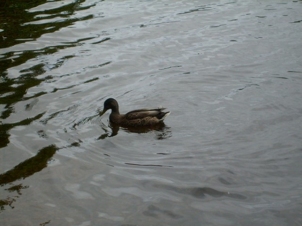 The Loch Ness Quack! Quack!